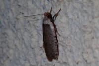 Agonopterix gr. adspersella