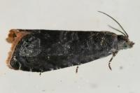 Grapholita