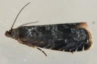 Grapholita