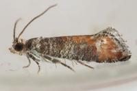Clavigesta purdeyi