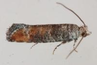 Clavigesta purdeyi