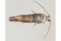Clavigesta purdeyi