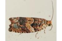 Gypsonoma minutana