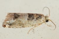 Crocidosema plebejana