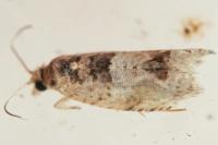 Crocidosema plebejana