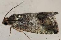 Cydia splendana