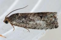 Cydia fagiglandana/splendana