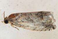 Cydia fagiglandana/splendana