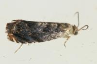 Grapholita janthinana