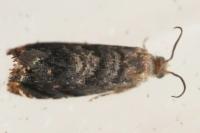 Grapholita janthinana