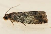 Cydia fagiglandana/splendana