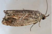 Cydia fagiglandana/splendana