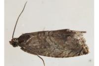 Cydia fagiglandana/splendana