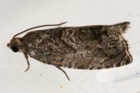 Cydia fagiglandana/splendana