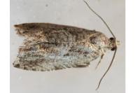Cydia fagiglandana/splendana