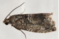 Cydia fagiglandana/splendana