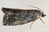 Cydia fagiglandana/splendana