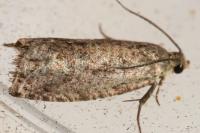 Cydia fagiglandana/splendana
