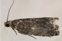 Cydia fagiglandana/splendana