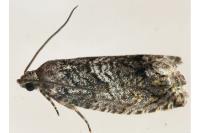Cydia fagiglandana/splendana