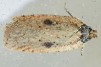 Agonopterix subpropinquella