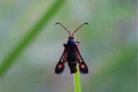 Pyropteron chrysidiforme