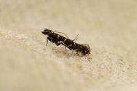 Parectopa ononidis