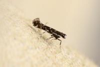 Parectopa ononidis
