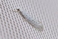Yponomeuta evonymella