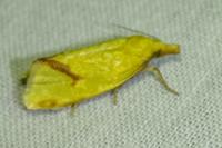 Agapeta hamana