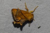 Apoda limacodes