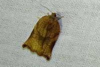Archips podana