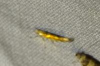Argyresthia goedartella
