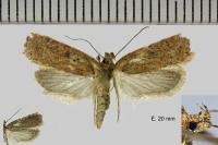 Agonopterix scopariella