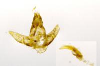 Agonopterix scopariella