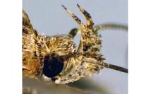 Agonopterix scopariella