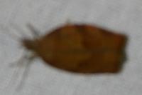 Pandemis heparana