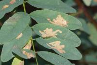 Parectopa robiniella