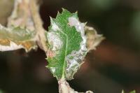 Acrocercops brongniardella