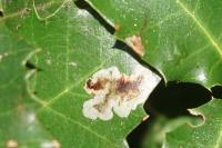 Phyllonorycter belotella
