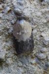 Acleris variegana
