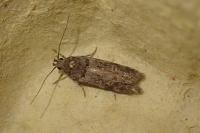 Teleiopsis diffinis