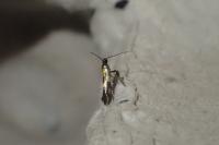 Euspilapteryx auroguttella