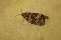 Celypha lacunana