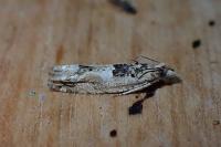 Crocidosema plebejana