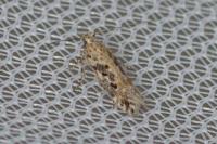 Scrobipalpa suaedicola