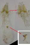 Scrobipalpa suaedicola