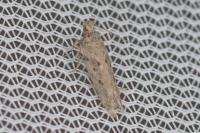 Scrobipalpa instabilella