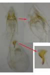Scrobipalpa instabilella