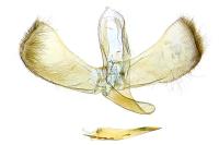 Caloptilia alchimiella